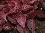Garden Plants Bloodleaf, Chicken Gizzard leafy ornamentals, Iresine photo, characteristics burgundy,claret