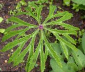  Shredded Umbrella Plant leafy ornamentals, Syneilesis aconitifolia, Cacalia aconitifolia photo, characteristics green