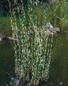  Le Vrai Scirpe les plantes de l'eau, Scirpus lacustris photo, les caractéristiques panaché