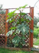  Castor Bean, Caster Oil Plant, Mole Bean, Higuera Infernal leafy ornamentals, Ricinus photo, characteristics green