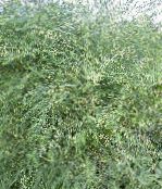 des plantes de jardin Asperges les plantes décoratives et caduques, Asparagus photo, les caractéristiques vert