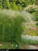 Gartenpflanzen Federgras, Nadel Gras, Speergras getreide, Stipa pennata foto, Merkmale hell-grün
