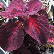 Garden Plants Coleus, Flame Nettle, Painted Nettle leafy ornamentals photo, characteristics burgundy,claret