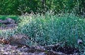 des plantes de jardin Lyme Herbe Bleue, Le Sable Ray-Grass des céréales, Elymus photo, les caractéristiques bleu ciel