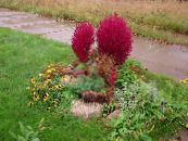 Gartenpflanzen Kochia, Brennenden Dornbusch, Sommer Zypressen, Mexikanische Weidenröschen, Belvedere dekorative-laub foto, Merkmale rot