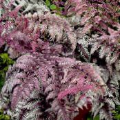 Lady fern, Japanese painted fern (Athyrium)  burgundy,claret, characteristics, photo