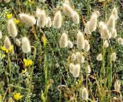 Garden Plants Hare's Tail Grass, Bunny Tails cereals, Lagurus photo, characteristics light green