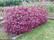 Garden Plants Red Orach, Mountain Spinach leafy ornamentals, Atriplex nitens photo, characteristics burgundy,claret