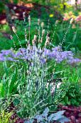 Garden Plants Foxtail grass cereals, Alopecurus photo, characteristics light blue