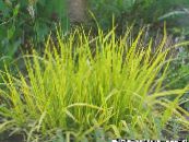 Garden Plants Foxtail grass cereals, Alopecurus photo, characteristics yellow