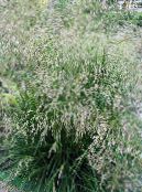 Tufted Hairgrass, Golden Hairgrass, Hair Grass, Hassock Grass, Tussock Grass (Deschampsia) Cereals light green, characteristics, photo