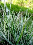 Striped Manna Grass, Reed Manna Grass (Glyceria) Aquatic Plants multicolor, characteristics, photo