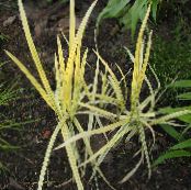 Striped Manna Grass, Reed Manna Grass (Glyceria) Aquatic Plants yellow, characteristics, photo