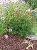 Le piante da giardino Baldmoney, Spignel ornamentali a foglia, Meum foto, caratteristiche verde