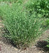 Gartenpflanzen Eulalia, Geburts Gras, Zebragras, Chinaschilf getreide, Miscanthus sinensis foto, Merkmale grün