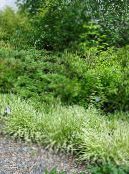 Pourpre Herbe Lande (Molinia caerulea) Des Céréales clair-vert, les caractéristiques, photo