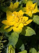 Garden Plants Cushion spurge leafy ornamentals, Euphorbia polychroma photo, characteristics yellow