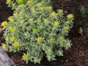 Garden Plants Cushion spurge leafy ornamentals, Euphorbia polychroma photo, characteristics yellow