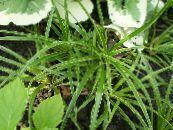 Gartenpflanzen Hainsimse dekorative-laub, Luzula foto, Merkmale grün