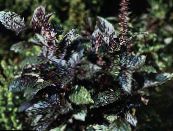 Le piante da giardino Basilico ornamentali a foglia, Ocimum basilicum foto, caratteristiche scuro-verde