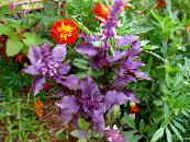 Gartenpflanzen Basilikum dekorative-laub, Ocimum basilicum foto, Merkmale lila