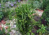 Gartenpflanzen Segge dekorative-laub, Carex foto, Merkmale grün