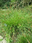 Gartenpflanzen Segge dekorative-laub, Carex foto, Merkmale grün