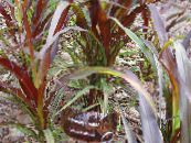 Chinese fountain grass, Pennisetum  Cereals burgundy,claret, characteristics, photo
