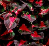 Gartenpflanzen Beefsteak Pflanze dekorative-laub, Perilla foto, Merkmale mannigfaltig
