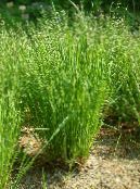 Nickendes Perlgras, Mountain Melic Grass 