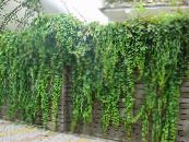 Garden Plants English Ivy, Common Ivy leafy ornamentals, Hedera photo, characteristics green