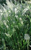 Garden Plants Annual Beard-grass, Annual Rabbitsfoot Grass cereals, Polypogon monspeliensis photo, characteristics green