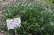 Le piante da giardino Artemisia Nano ornamentali a foglia foto, caratteristiche verde