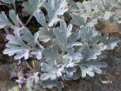 Mugwort dwarf (Artemisia) Leafy Ornamentals silvery, characteristics, photo
