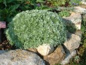 Le piante da giardino Artemisia Nano ornamentali a foglia foto, caratteristiche d'oro