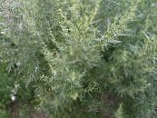 Garden Plants Wormwood, Mugwort cereals, Artemisia photo, characteristics silvery