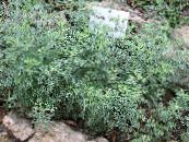 Gartenpflanzen Wermut, Beifuß getreide, Artemisia foto, Merkmale golden