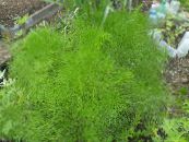 Gartenpflanzen Prangos Trifida, Cachrys Alpina dekorative-laub foto, Merkmale hell-grün