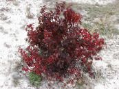 Red-barked dogwood, Common Dogwood (Cornus) burgundy, characteristics, photo