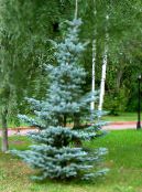 Garden Plants Colorado Blue Spruce, Picea pungens photo, characteristics light blue