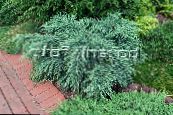 Weeping deodar, Deodar Cedar, Himalayan Cedar (Cedrus-deodara) light blue, characteristics, photo