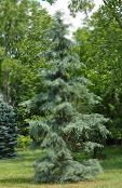 Gartenpflanzen Trauer Deodar, Deodar Zedernholz, Himalaya-Zeder, Cedrus-deodara foto, Merkmale grün