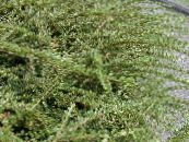 des plantes de jardin Cotoneaster Horizontalis photo, les caractéristiques vert
