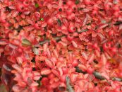 Garden Plants Cotoneaster horizontalis photo, characteristics red