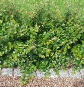 Le piante da giardino Siepe Cotoneaster, Cotoneaster Europeo foto, caratteristiche verde