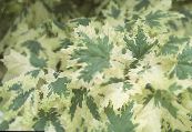 Érable (Acer) panaché, les caractéristiques, photo