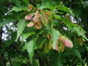 Garden Plants Maple, Acer photo, characteristics green