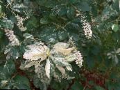 des plantes de jardin Summersweet, Poivron Brousse, Clethra alnifolia photo, les caractéristiques panaché