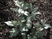 Garden Plants Silver Buffaloberry, Elaeagnus argentea photo, characteristics dark green