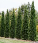 Juniper, Sabina (Juniperus) dark green, characteristics, photo